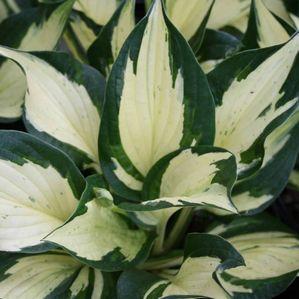 Hosta 'Eternal Flame'
