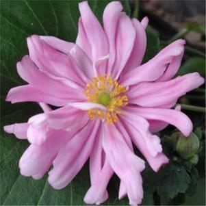 Anemone  'Party Dress'