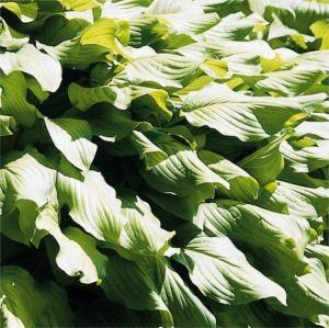Hosta  'Honeybells'