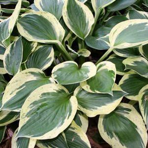 Hosta 'Independence'