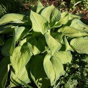 Hosta 'Inniswood'