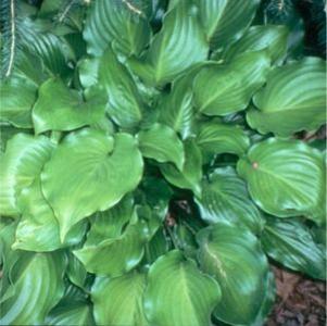 Hosta  'Invincible'