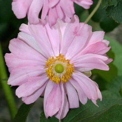 Anemone  'Queen Charlotte'