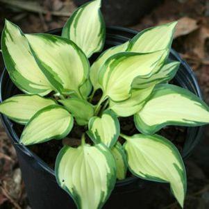 Hosta 'Island Charm'