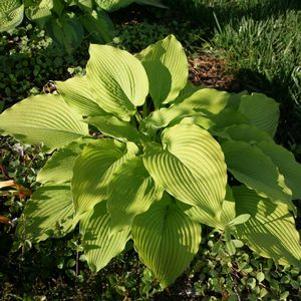 Hosta 'Jimmy Crack Corn'