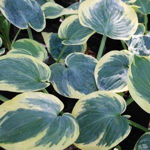 Hosta 'Knockout'