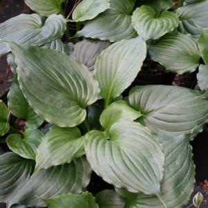 Hosta 'Lakeside Black Satin'