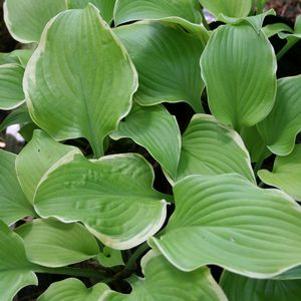 Hosta 'Lakeside Cha Cha'