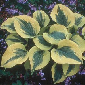 Hosta  'Liberty'