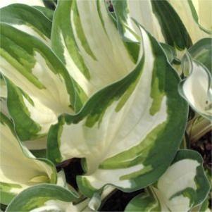 Hosta  'Loyalist'