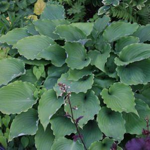Hosta  'Marilyn Monroe'