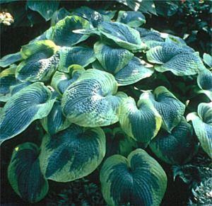 Hosta  'Olive Bailey Langdon'