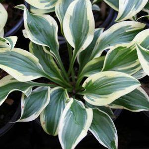 Hosta 'Pilgrim'