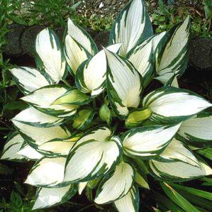 Hosta  'Remember Me'
