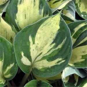 Hosta  'Revolution'