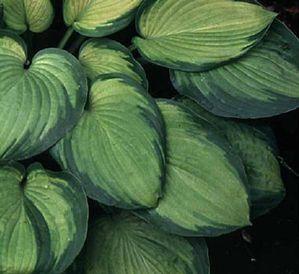 Hosta  'September Sun'