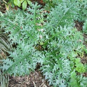 Acanthus hungaricus