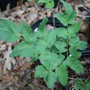 Angelica atropurpurea