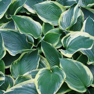 Hosta 'Showboat'