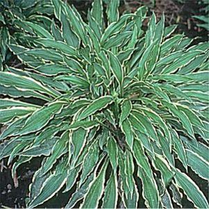 Hosta  'Stiletto'