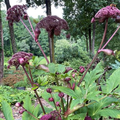 Angelica gigas