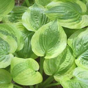 Hosta  'Summer Breeze'
