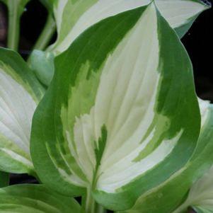 Hosta 'Summer Music'