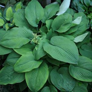Hosta 'T. Rex'