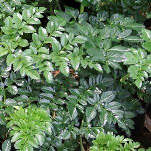 Angelica pachycarpa