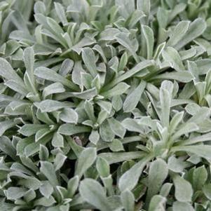 Antennaria dioica 'Rubra'