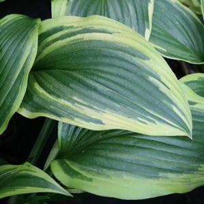 Hosta montana 'Aureomarginata'