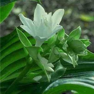 Hosta  'Aphrodite'