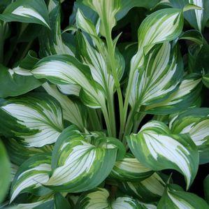 Hosta undulata 'Variegata'