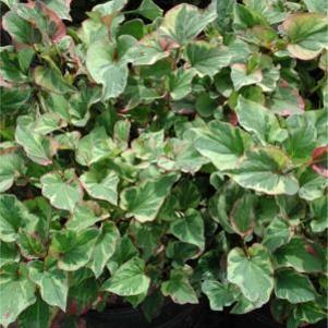 Houttuynia cordata 'Chameleon'