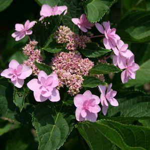 Hydrangea  'Izu No Hana'
