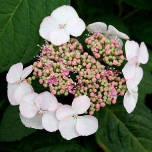 Hydrangea  'Kiyosumi'