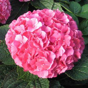 Hydrangea 'Tovelit'