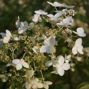 Hydrangea paniculata 'Unique'