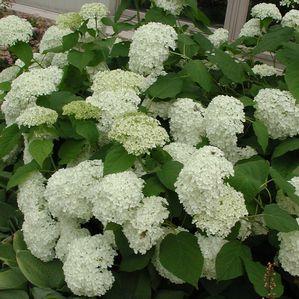 Hydrangea arborescens 'Annabelle'