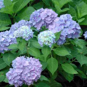 Hydrangea macrophylla 'All Summer Beauty'