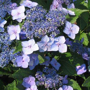 Hydrangea macrophylla 'Blue Wave'