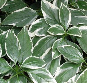 Hydrangea macrophylla 'Mariesii Variegata'