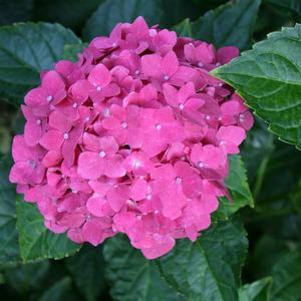 Hydrangea macrophylla 'Pia'