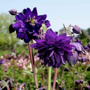 Aquilegia 'Blue Barlow'