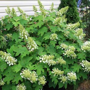 Hydrangea quercifolia 'Sike's Dwarf'