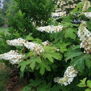 Hydrangea quercifolia 'Snow Queen'