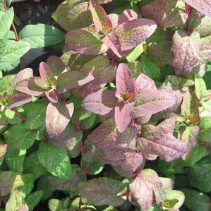 Hypericum androsaemum 'Albury Purple'