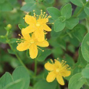 Hypericum buckleii 'Appalachian Sun'