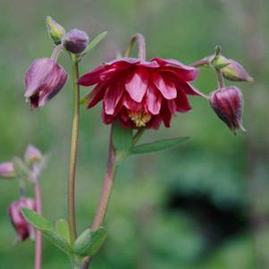 Aquilegia 'Bordeaux Wine Barlow'