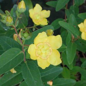 Hypericum patulum 'Hidcote'
